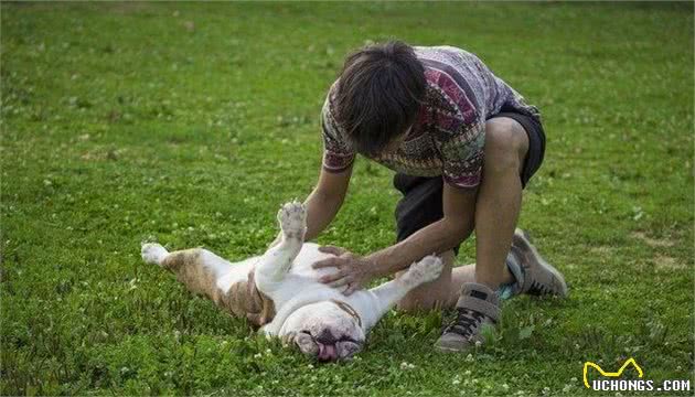 用零食训练狗狗感觉不靠谱？把握这几个技巧，让它没零食也爱训练