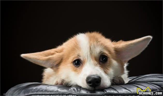 一文读懂狗狗焦虑症状，狗狗的心思，从此不再靠猜