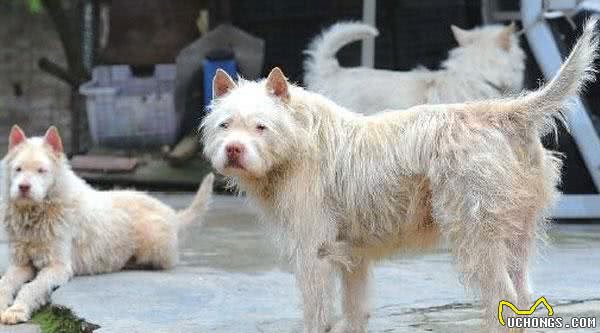 狩猎技能居世界第二的中华名犬—下司犬