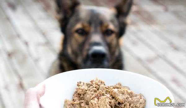 即使主人都不能碰犬粮，犬护食该怎么办？关于改正犬护食的事