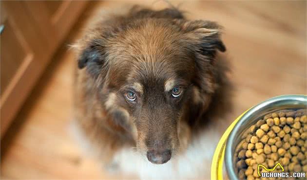 即使主人都不能碰犬粮，犬护食该怎么办？关于改正犬护食的事