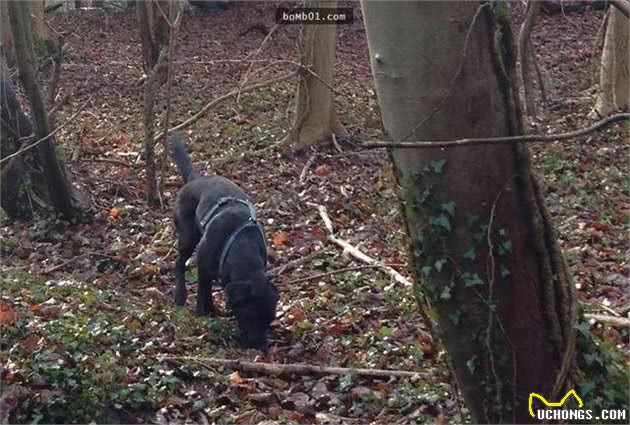 爱犬身上有伤口3天后就死掉，查出的死因警告大家马上查狗狗身体