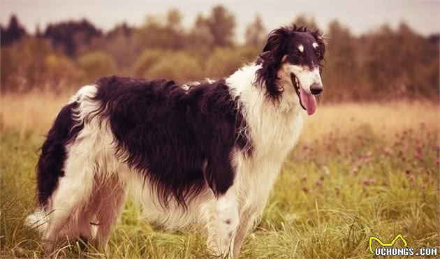 世界名犬之俄罗斯大奔—苏俄牧羊犬