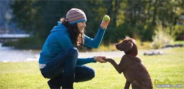 狗狗怎么教也不听话！训犬师问了一句：你正确训练了吗？