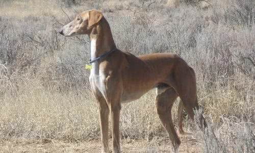 萨路基猎犬出生地萨路基犬原产中东地区伊朗