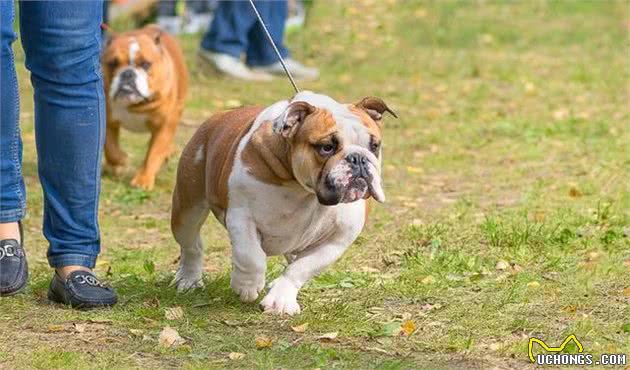 英国斗牛犬如何训练？