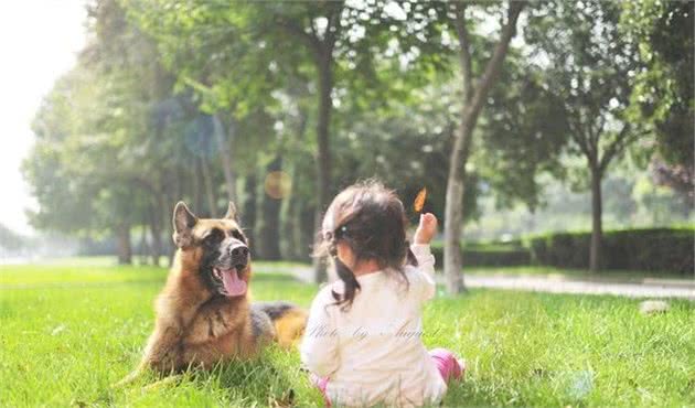 想犬毛发光泽亮丽，牵出去就是自豪，主人快看日常护理技巧