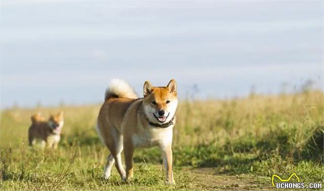 狗狗不受控，能够用这7个方法解决，让狗狗听话不是问题