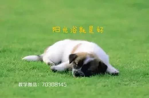 狗狗腹泻怎么做？