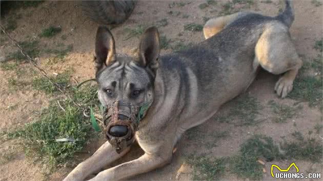 中华狼犬中，它们被称为狼犬四重奏，其中它因历史问题，被人排斥