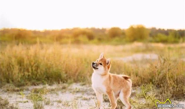 只知道秋田犬和柴犬？你可能还不了解日本的汪星人哦~