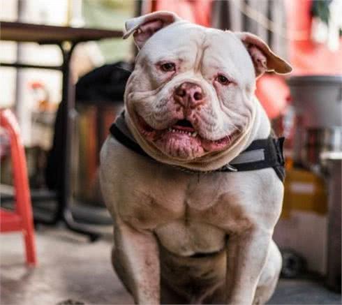 比特犬服从性训练的几种方法