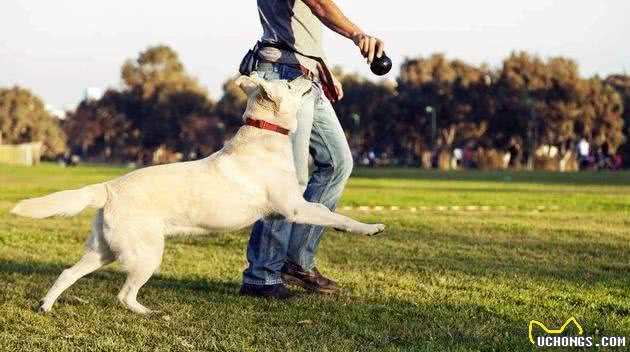 训练拉布拉多犬时，下面的这6种方式不可取，不然后果会很严重！