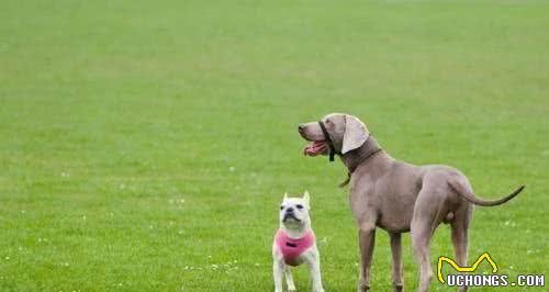 世界名犬—法国斗牛犬