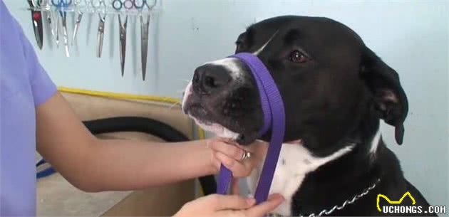 犬受伤了,要是是你的狗要怎么救?要是是流浪狗该怎么办?