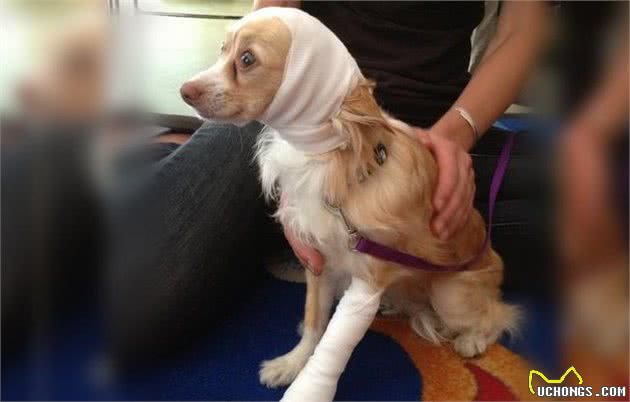 犬受伤了,要是是你的狗要怎么救?要是是流浪狗该怎么办?