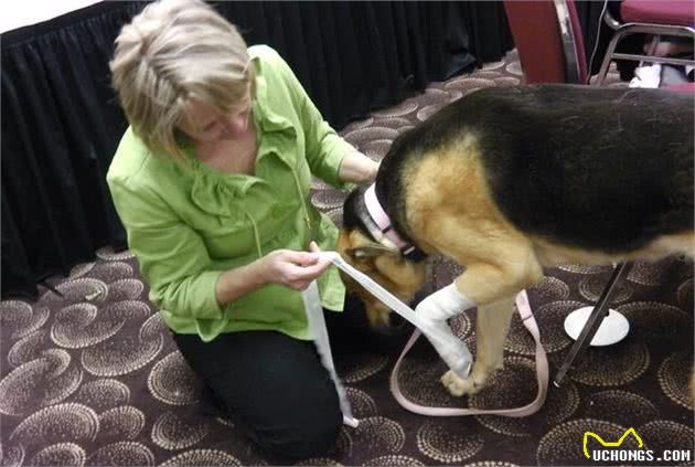 犬受伤了,要是是你的狗要怎么救?要是是流浪狗该怎么办?