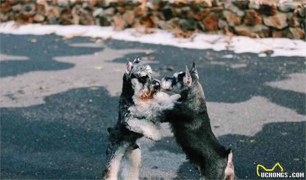 雪纳瑞犬的优点&缺陷大放送，这样的雪纳瑞犬，你想养一只吗？