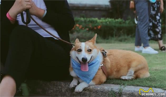 狗绳真的不贵，遛狗牵绳才是文明养狗的第一步