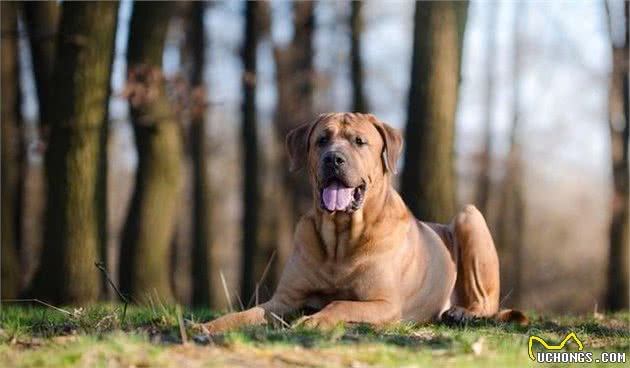 柴犬爱卖萌，八公动人心日本犬还有这些品种，你都见过吗？