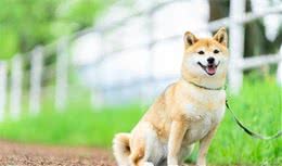 柴犬爱卖萌，八公动人心日本犬还有这些品种，你都见过吗？