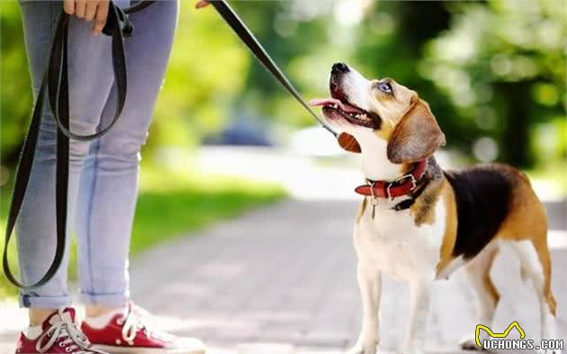 夏天不止要预防犬中暑，还要注意它的脚垫，你没发现都烤红了？