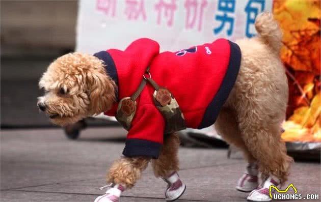 泰迪犬的五大特征，你知道几个