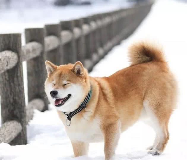 柴犬冬季怎么养护？柴犬冬季的注意事项