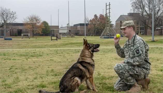 要是这类5犬，被编入警队，将天下无贼，一种被誉为江湖通缉令