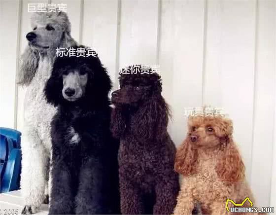 扫盲篇：贵宾和泰迪犬有什么区别？