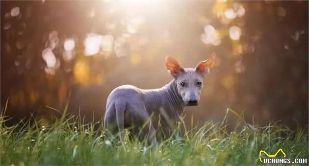 一毛不拔的墨西哥名犬庆幸没生于中国