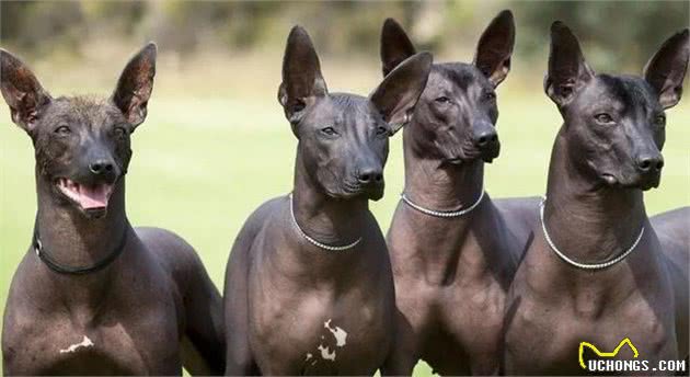 一毛不拔的墨西哥名犬庆幸没生于中国