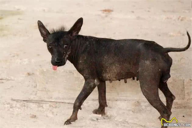 一毛不拔的墨西哥名犬庆幸没生于中国