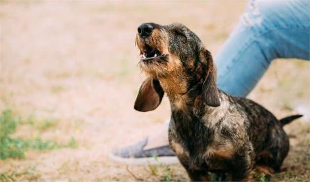 养狗新手与职业训犬师之间最大的差距：奖励狗狗的时机