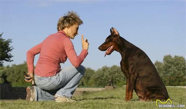 养狗新手与职业训犬师之间最大的差距：奖励狗狗的时机