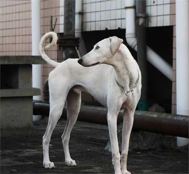 中华神犬的原型，猎兔小能手，我国历史悠长的本土优秀猎犬