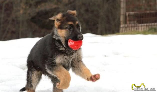 怎么挑选德牧幼犬，怎么才能买到健康小德牧犬