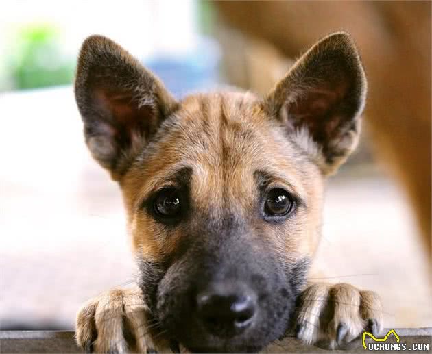 怎么挑选德牧幼犬，怎么才能买到健康小德牧犬