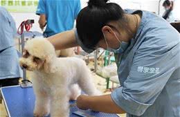 新手该如何给贵宾犬修剪毛发？