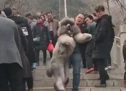 带100斤的泰迪犬去登山，没想到却被狗坑了！