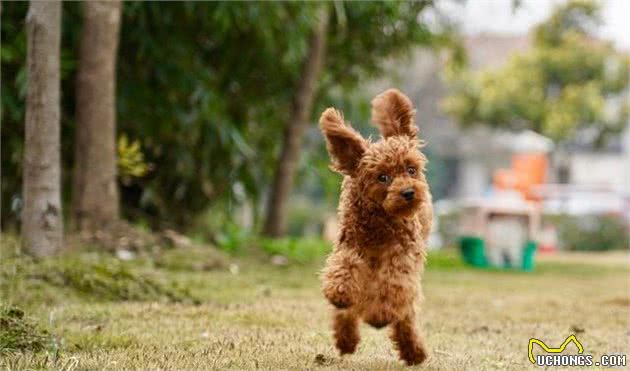 为什么养贵宾犬的人越来越少？宠主：它身上的缺陷让人难接受