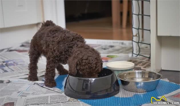 为什么养贵宾犬的人越来越少？宠主：它身上的缺陷让人难接受