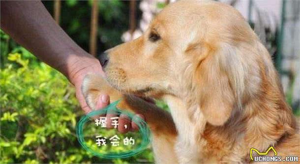 让金毛犬健康漂亮的5个喂食要点，你做到了几个？