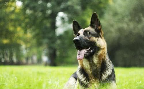 选一只容易有遗传病的纯种犬，还是一只健康活泼的串串？非常难吗