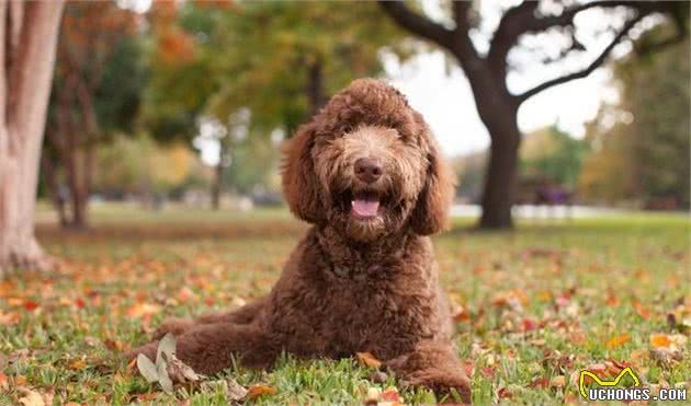 选一只容易有遗传病的纯种犬，还是一只健康活泼的串串？非常难吗