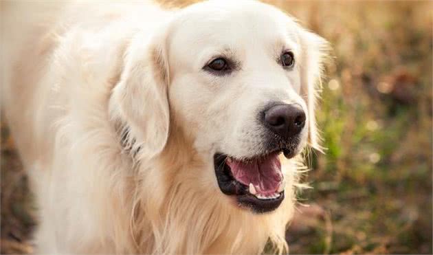 如何训练金毛犬不乱吃东西