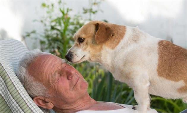 适合老人养的犬的品种