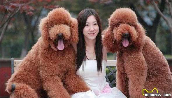 为什么养巨型贵宾犬的人这么少？这六点才是主要原因