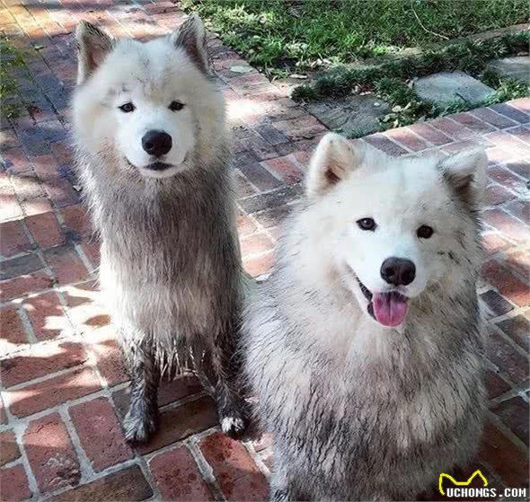 萨摩耶犬，用微笑天使的面孔，掩盖着它捣蛋魔鬼的心