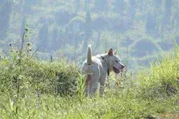 乡村最优秀的4种猎犬，现在纯种的十分珍贵，擅长山地捕猎